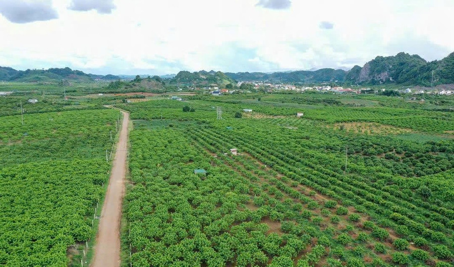 Hiện nay, nhiều mô hình vườn cây ăn quả ở tỉnh Sơn La đã mang lại thu nhập cao. dieu-kien-de-tay-bac-but-pha-4.jpg