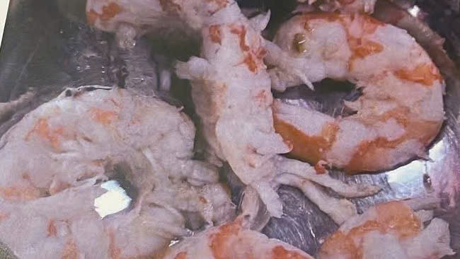 Hình ảnh những con tôm nghi không đạt yêu cầu tại bếp ăn Trường Tiểu học Trưng Vương. (Ảnh: K.T)