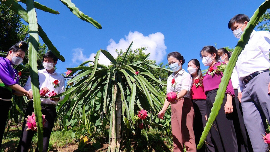 Mô hình trồng thanh long trên đất dốc đang được xã thực hiện để hỗ trợ người dân. z7125501639921-a9f0164cb20ac14c95b774d3187fe12b.jpg