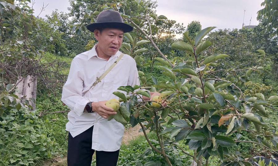 Ông Quý theo dõi quá trình phát triển của hồng giòn trên nương. z7169912397721-16990e6ab16bf00fb7546f34b47641ae.jpg