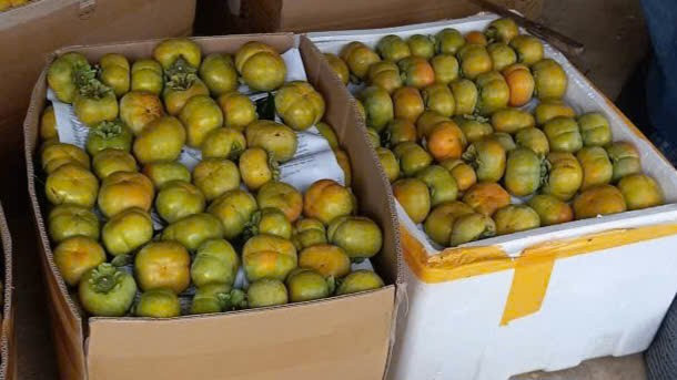 Ông Quý bán hồng giòn 30.000 đồng/kg, mang lại thu nhập cao. z7169912387911-61ff09a6ff87f83f5d1e88ecb427ebc7.jpg