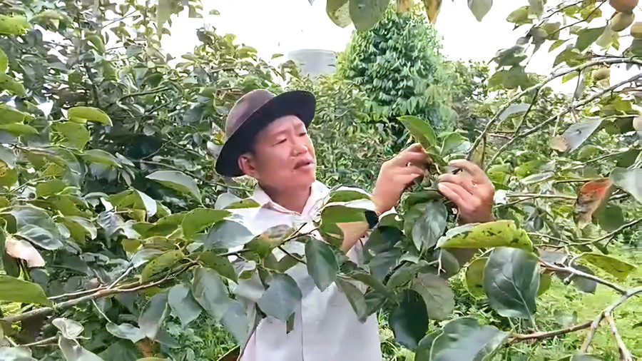 Nhờ chuyển sang trồng hồng giòn, gia đình ông Quý đã có của ăn của để. z7169912380542-5075b7e40e09b07047676fc197ac1a33.jpg