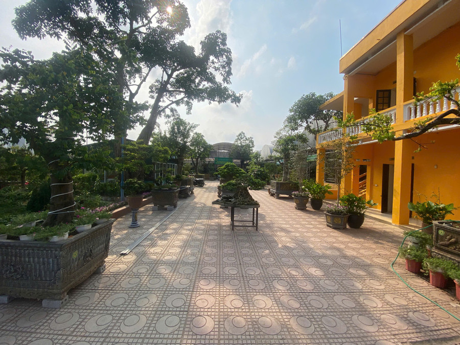 Hoa và cây cảnhcải thiện môi trường sống. 1.jpg