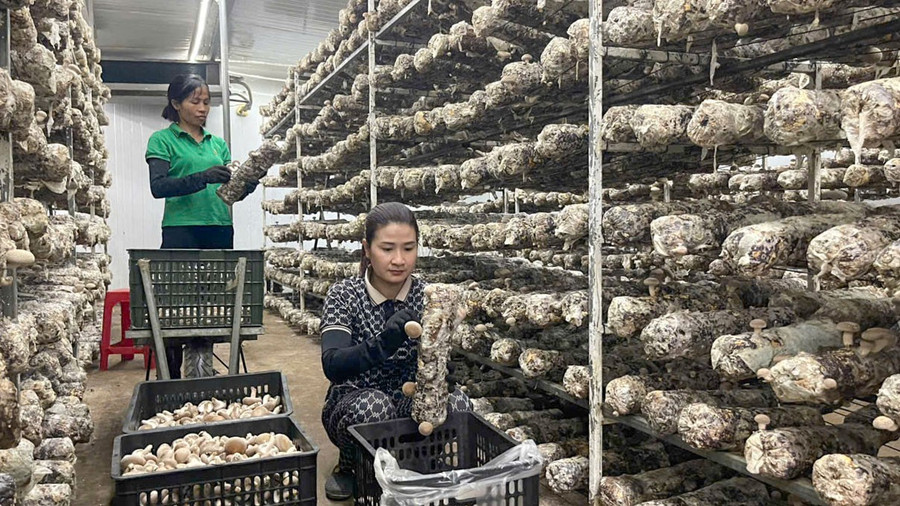 Tỉnh Cao Bằng triển khai nhiều dự án, kế hoạch phát triển sản xuất nông nghiệp, giúp người dân thoát nghèo. cao-bang-giam-ngheo-trong-nam.jpg