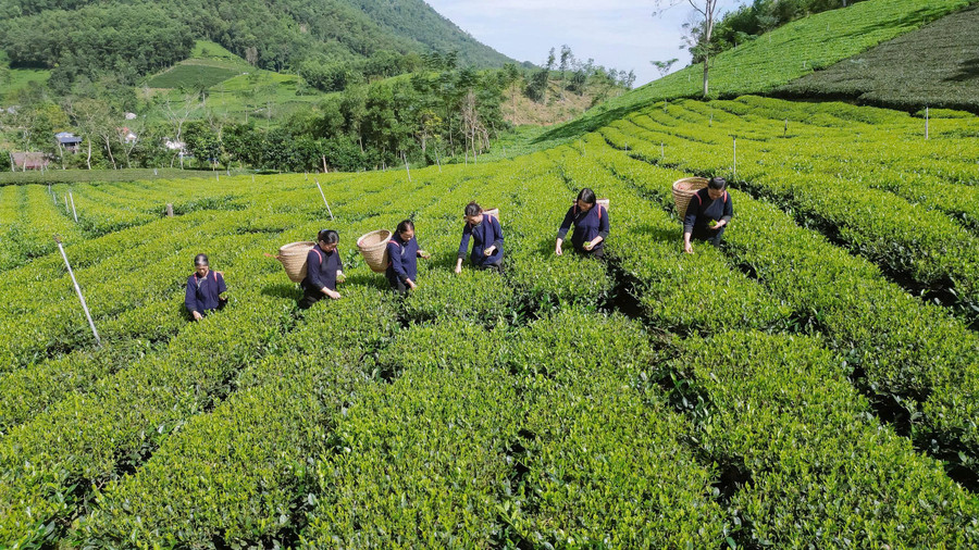 Thái Nguyên có những nương chè đẹp hút hồn du khách. htx-che-la-bang-3.jpg