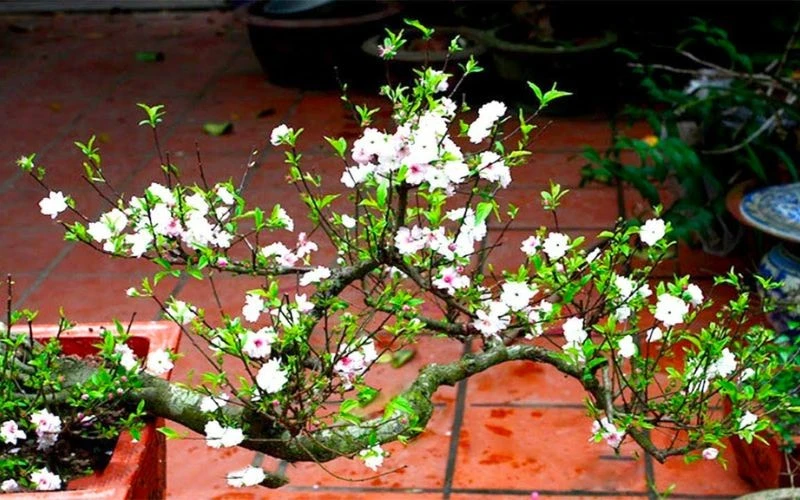 truyen-ngan-chau-mai-song-thu-1.jpg
