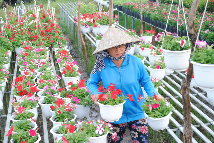 Nghề trồng hoa kiểng Sa Đéc đã tồn tại hàng trăm năm, giúp người dân phát triển kinh tế. nha-vuon-cham-soc-hoa-tet-tai-lang-hoa-sa-dec.jpg