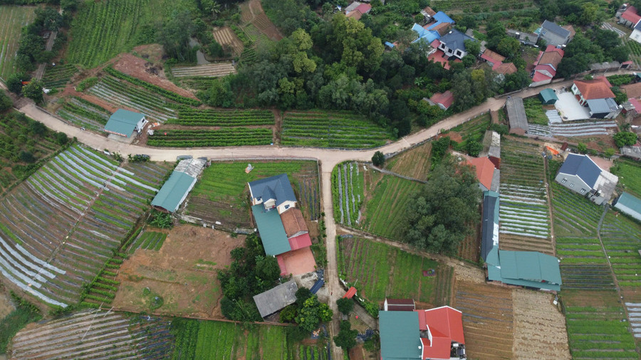 Sâm xanh mướt quanh những ngôi nhà khang trang ở thôn Lãn Tranh 1 (xã Phúc Hòa). s5.jpg