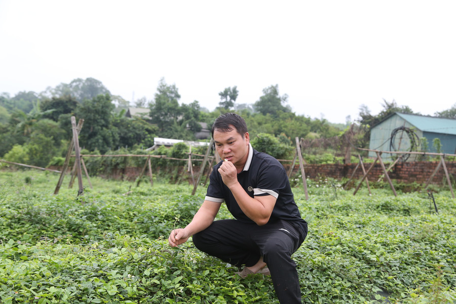 Anh Nguyễn Văn Điện (SN 1986, thôn Lãn Tranh 1, xã Phúc Hòa, tỉnh Bắc Ninh) bên đồi sâm xanh mướt. 1f2a8867.jpg