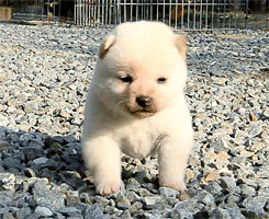Những chú chó trông hệt gấu Teddy 