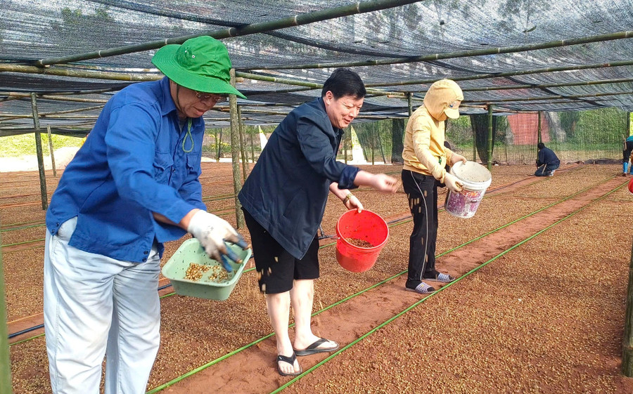Ông Vàng A Chính - Bí thư Đảng ủy xã Mường Chà (đứng giữa) cùng cán bộ, đảng viên và nhân dân xuống giống cafe tại vườn ươm. muong-cha-11.jpg