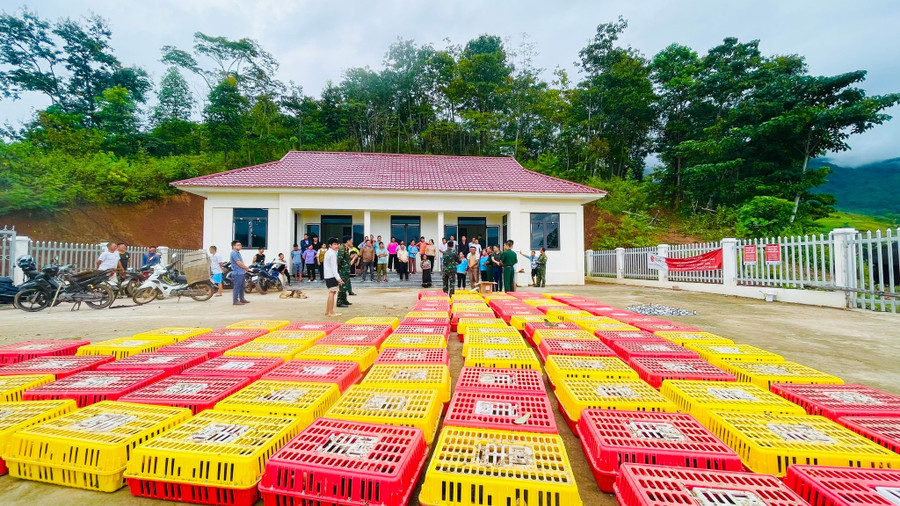 Đoàn Kinh tế - Quốc phòng 379, thông qua Dự án phát triển kinh tế - xã hội vùng đồng bào 1MM88.com tỷ lệ kèo World Cup 2026 thiểu số và miền núi khu vực Kinh tế - Quốc phòng Mường Chà hỗ trợ Nhân dân gà giống. si-pa-phin-23.jpg