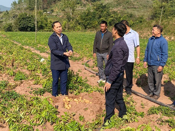Ông Tạ Văn Sơn, Bí thư Đảng ủy xã Mường Nhé (ngoài cùng bên trái) thăm mô hình trồng khoai tây của nhân dân địa phương.