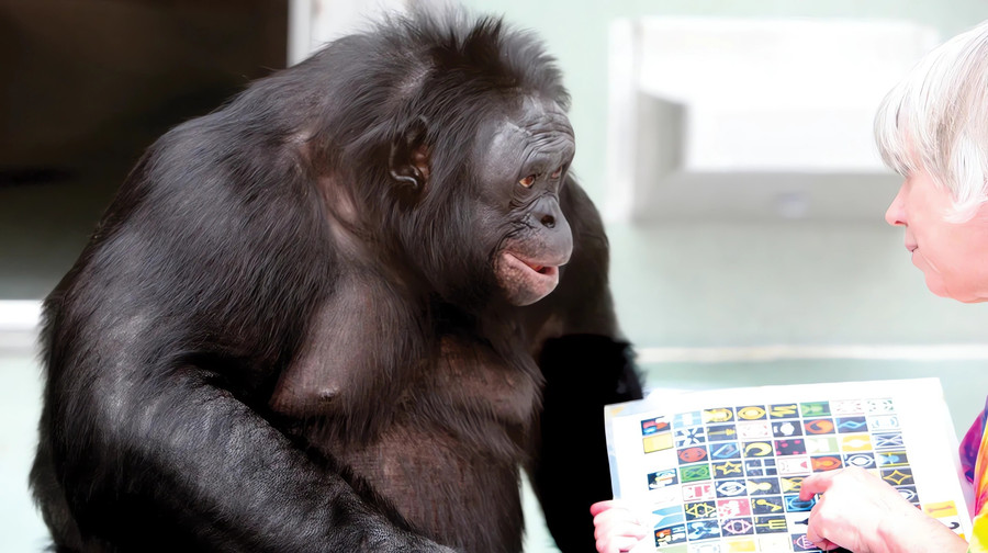 Bonobo Kanzi, từng nổi tiếng với khả năng giao tiếp cùng con người qua ký hiệu và âm thanh.