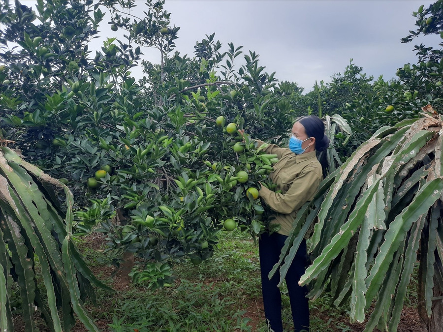 Người dân không còn bị cô lập, dễ dàng tiếp cận các chương trình hỗ trợ sinh kế nhờ được tiếp cận thông tin kịp thời. Ảnh TL image003-2233.jpg