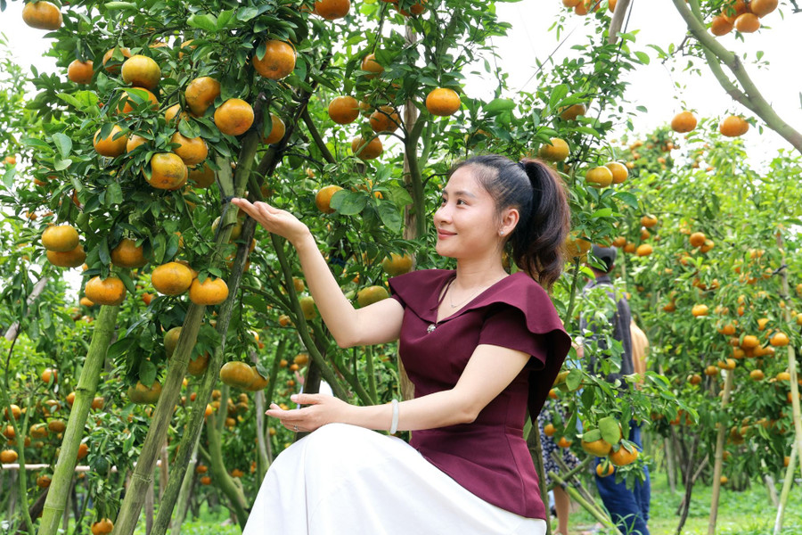 Du khách hào hứng lưu lại những khoảnh khắc đẹp giữa không gian vườn quýt chín vàng.